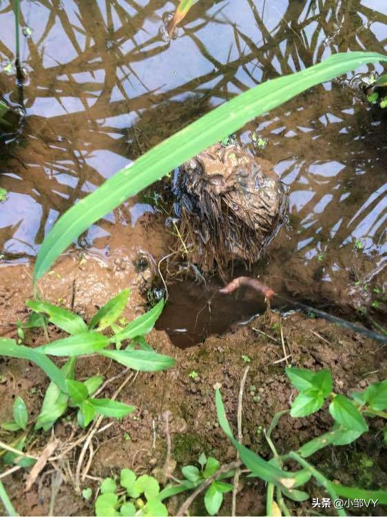 钓黄鳝的方法与注意事项,掌握四种钓法