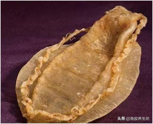 鱼胶知识书籍,鱼胶的知识抖音视频