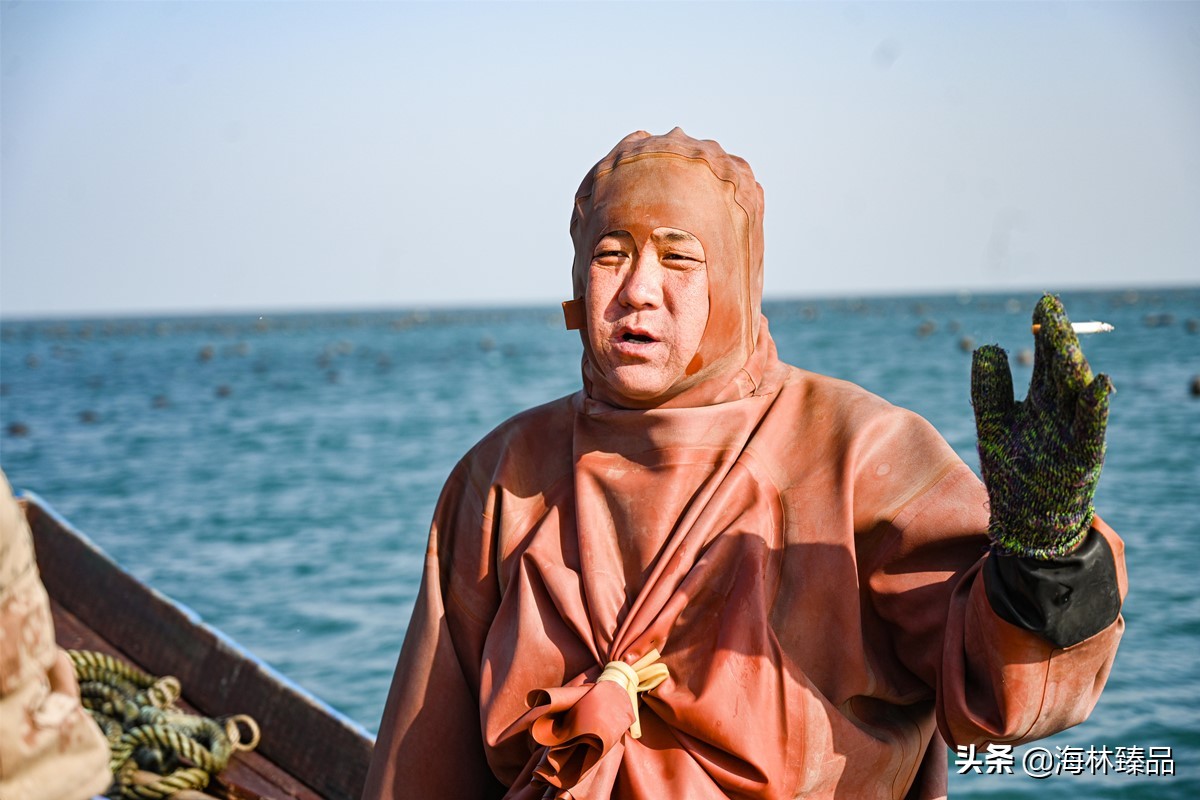 野生海参探店,野生海参采捕视频大全