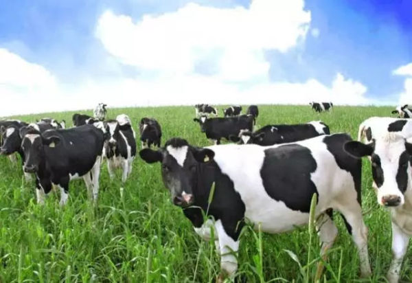 为什么外国人爱吃黄油,黄油是油吗黄油到底是什么