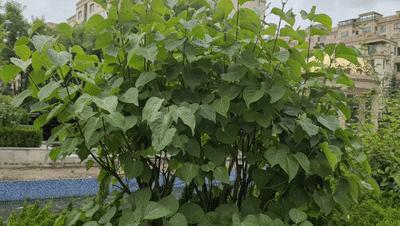 “跨界级”专业防抖,手机和微单都可用,普通人的视频“法宝”