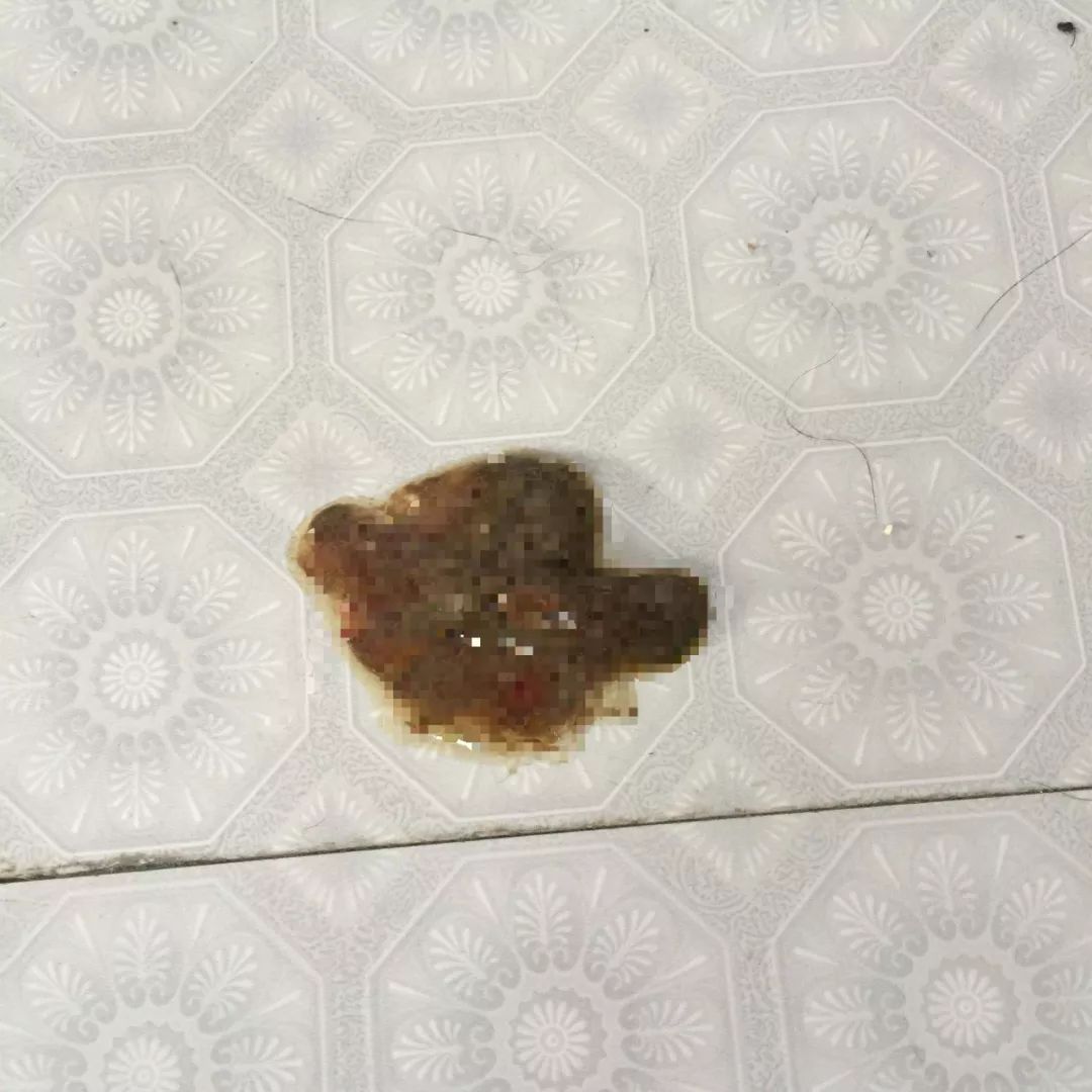 猫咪为什么拉肚子？找对原因就能轻松治愈