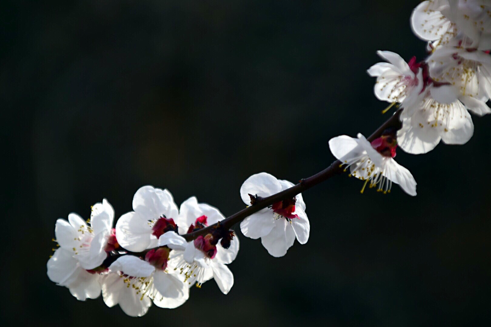 漂亮的杏花在枝头绽放,杏花盛开姹紫嫣红春意盎然