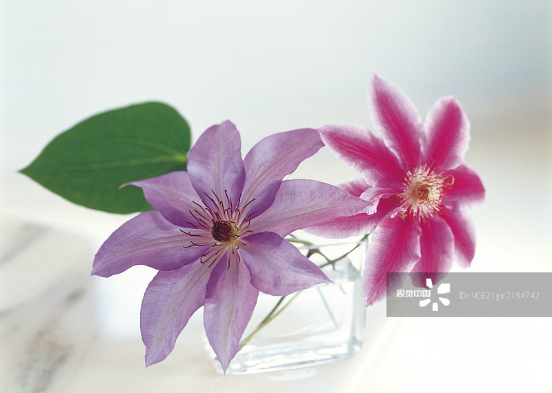 6种美好的花儿，陪你走过整个夏天的各个节气