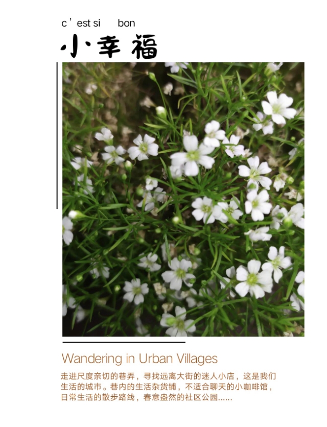 缕丝花，可不要错以为这是满天星哦