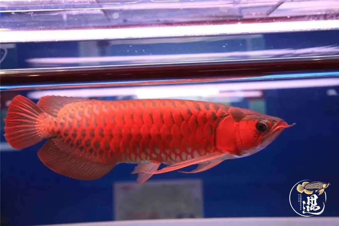 龙鱼发色用太阳好还是灯好,龙鱼发色灯和增艳灯区别