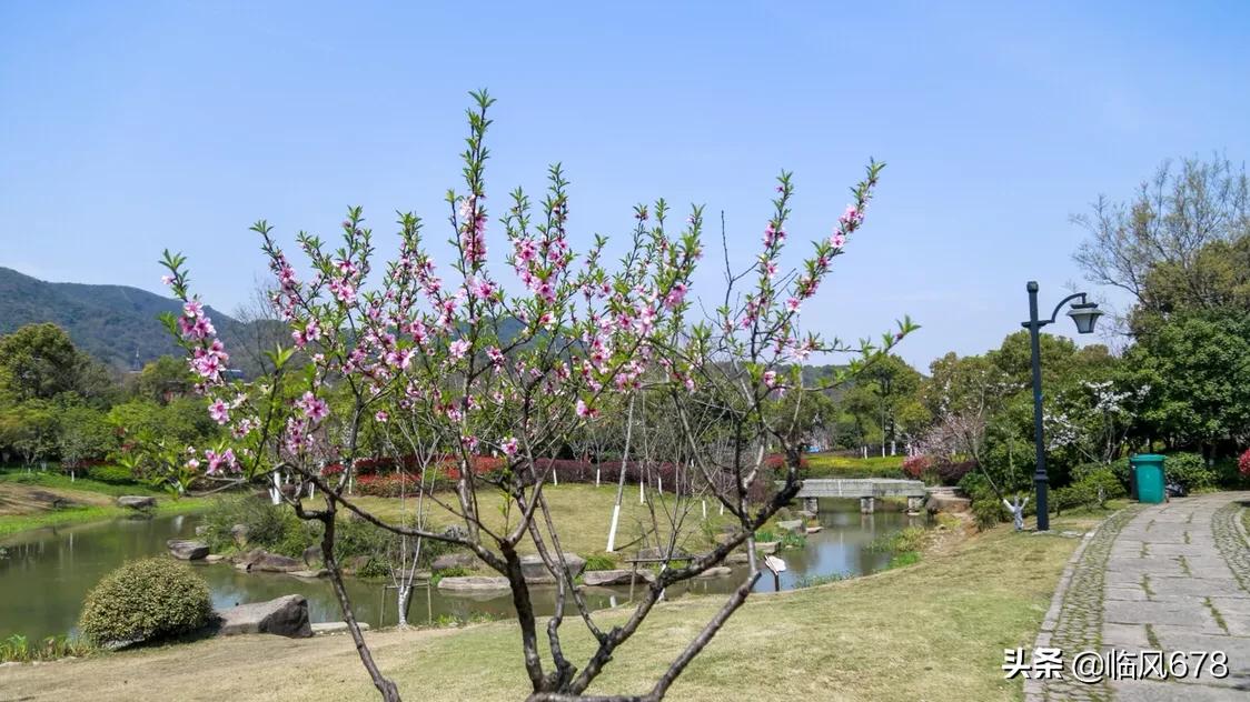 杭州丁桥千桃园,杭州皋亭山千桃园