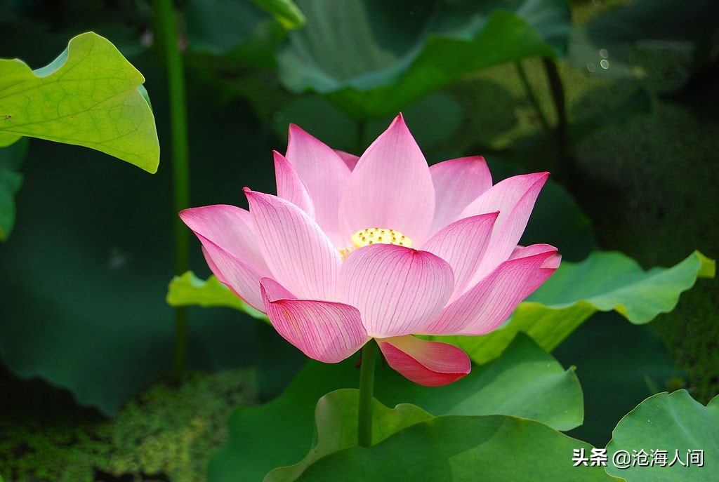 写荷花的诗词有多少,禅意荷花的诗词