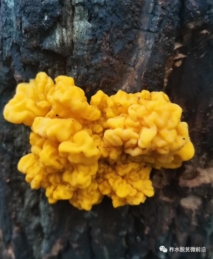 温暖万家灯火共赴小康之约,柞水脱贫攻坚