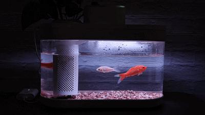 养鱼日记森森鱼缸,水族箱造景养鱼日记