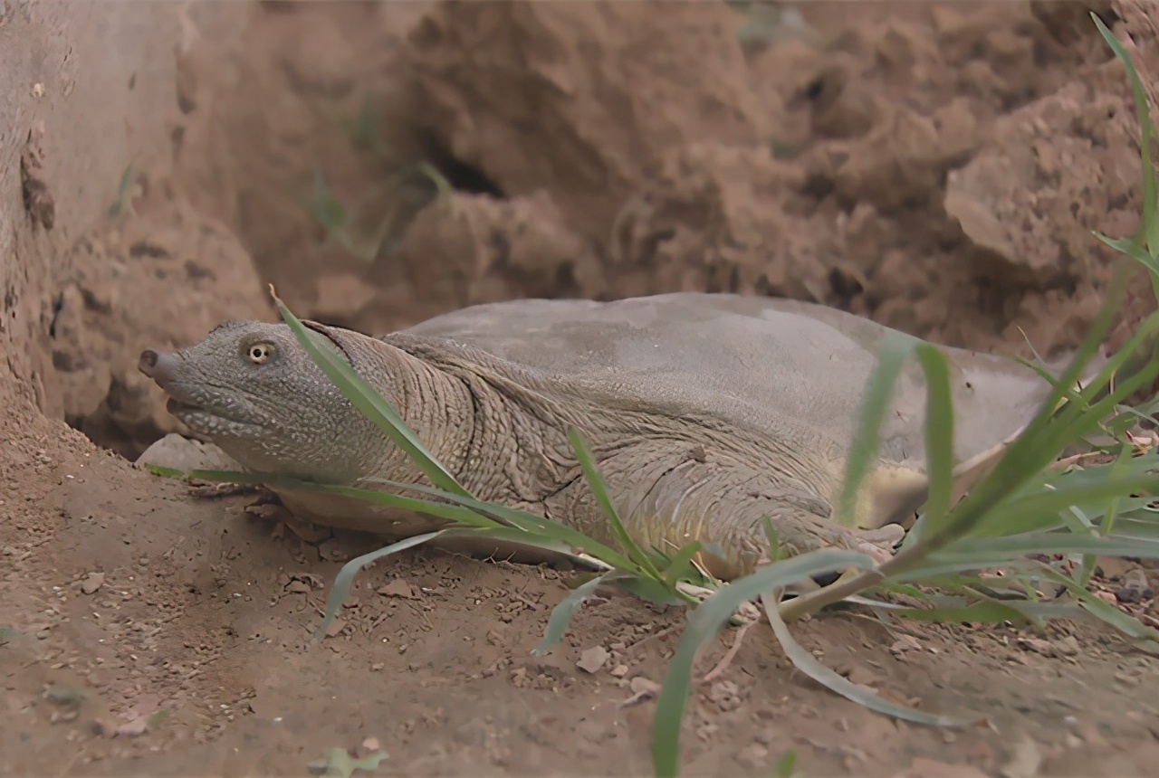 大棚养殖老鳖,大棚养鳖技术
