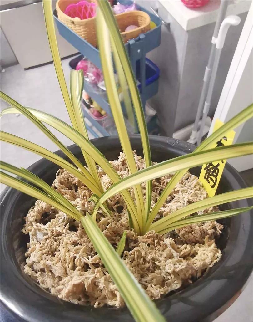 随州蕙兰的好兰花特点图片,随州兰花紫秀寒兰