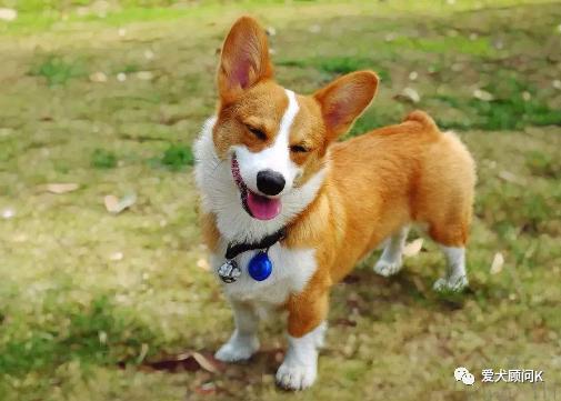 狗狗太胆小甚至怕主人,打了狗狗一次狗狗怕主人怎么办