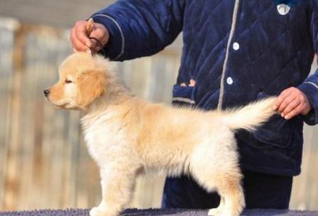 花鸟市场买的狗狗能活吗,昆明园博花鸟市场狗狗