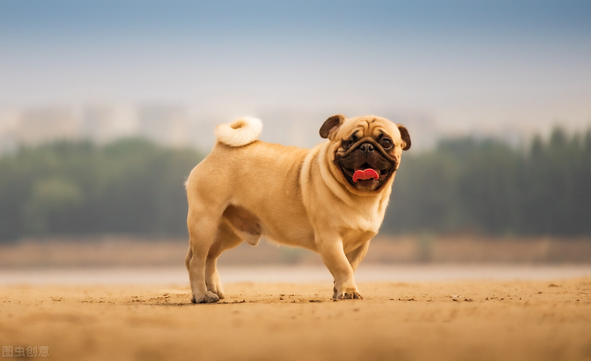 巴哥犬的饲养方法和注意事项,小型巴哥犬和中型巴哥犬的区别