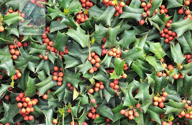 种圣诞树教程,种圣诞树