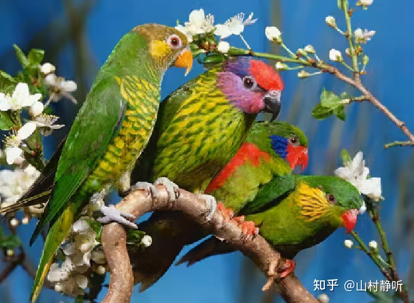 动物都是怎么谈恋爱的,动物界最奇葩的表白方式