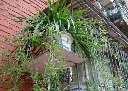 吊兰花浇什么水长得最快,浇什么让吊兰长的快又好看