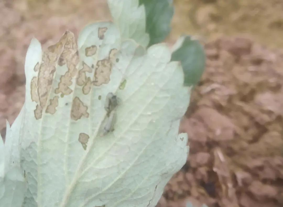 大棚移栽草莓生长全过程,草莓移栽前应如何处理