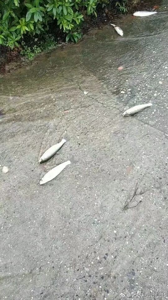 江西中医药大学回忆,现在的江西中医药大学