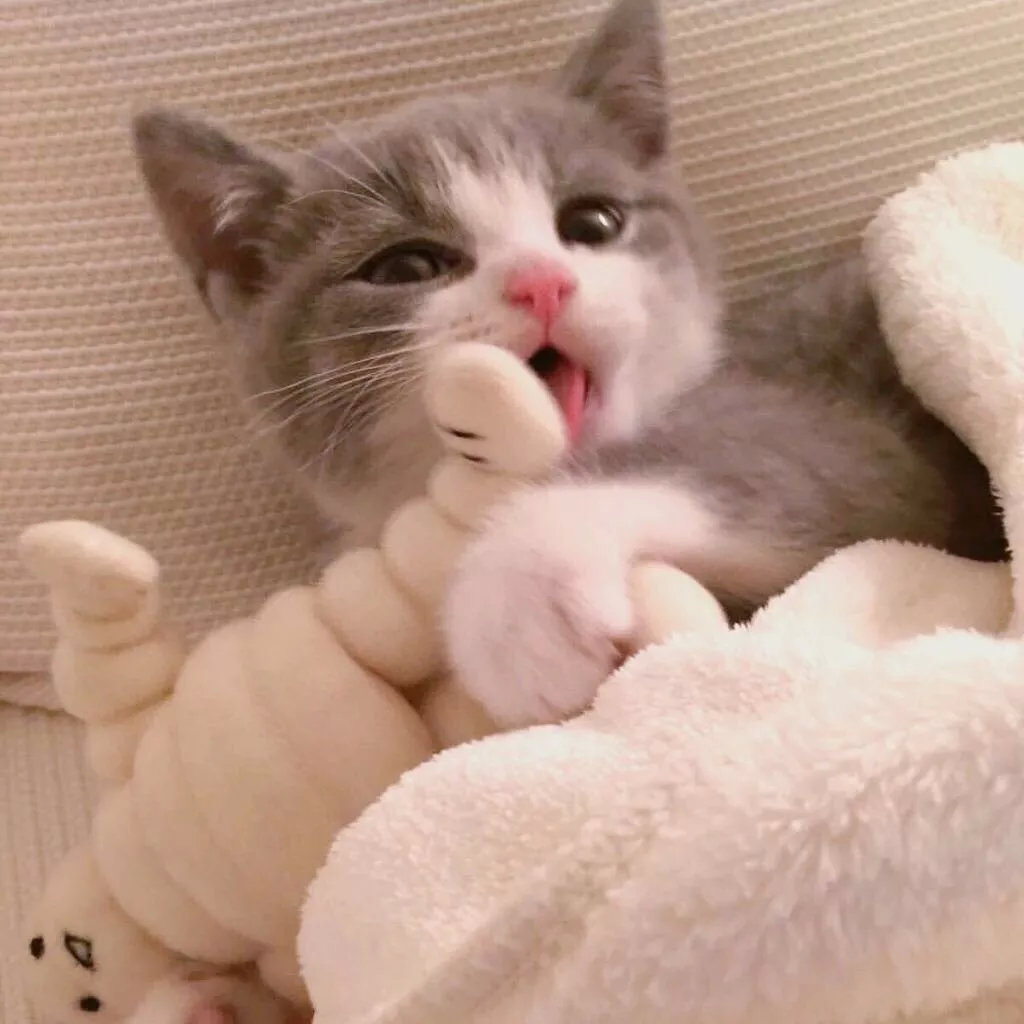 错过了双11买苹果,错过双十一想买化妆品去哪里好