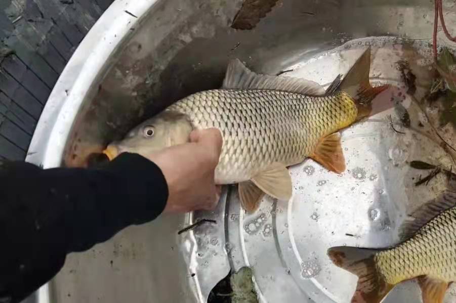野钓鲤鱼打窝技巧及注意事项,钓鲤鱼要用什么假饵最快上钩