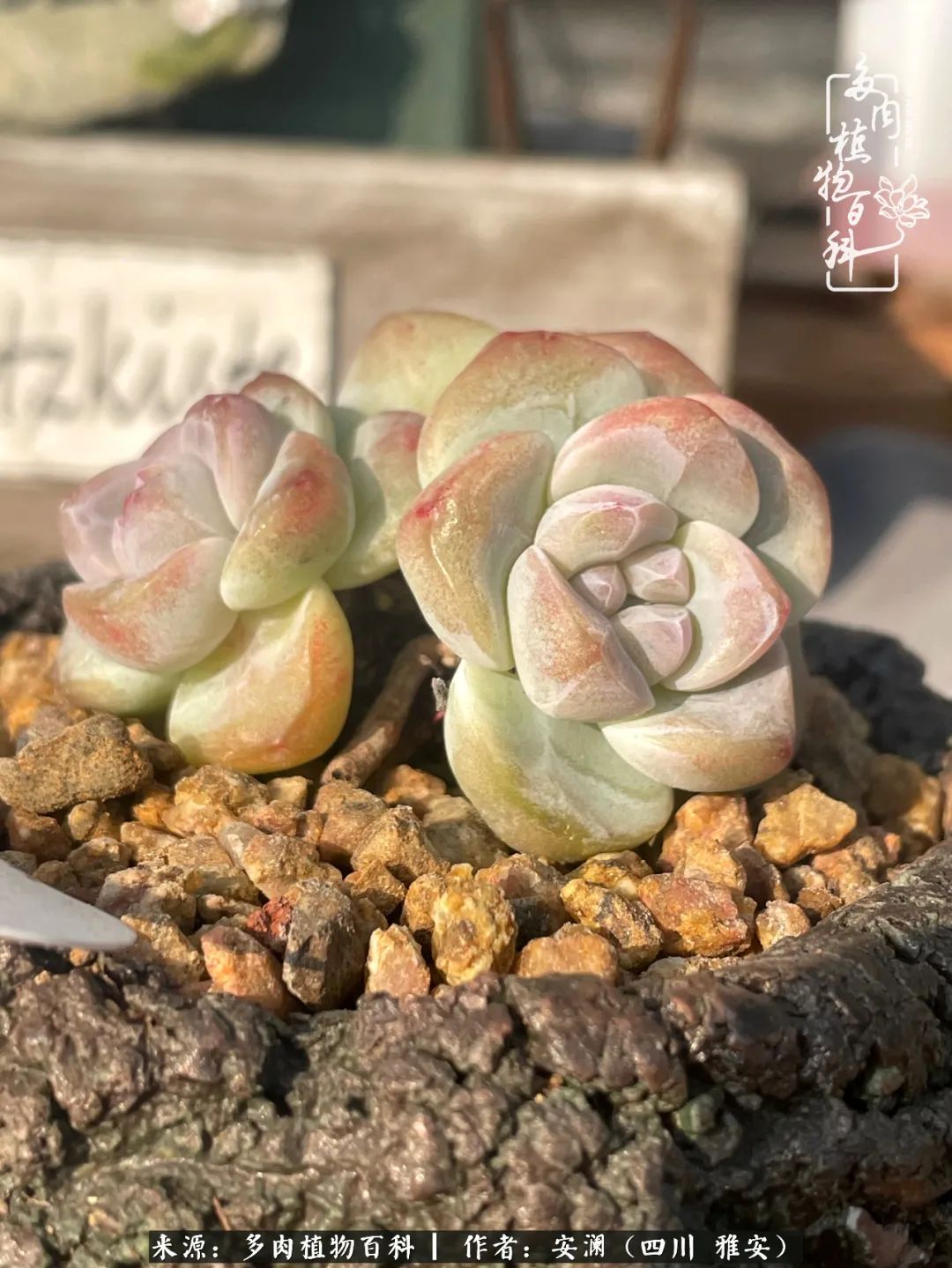 小仙女的阳台多肉,绝美多肉阳台