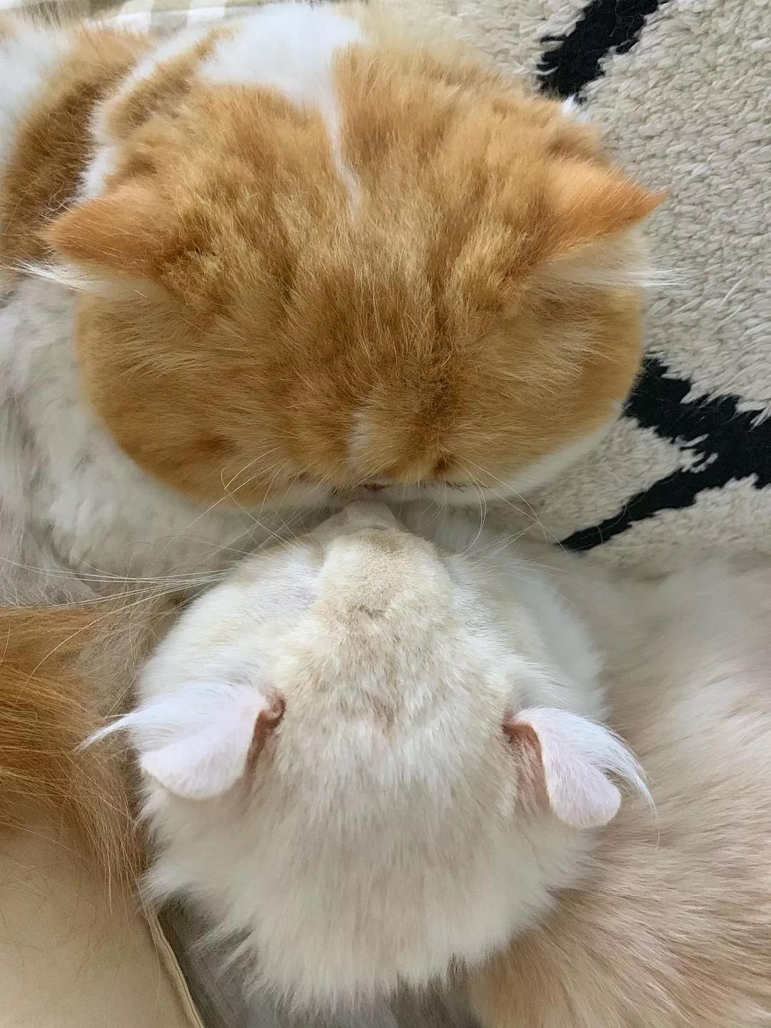 两只猫感情好不亲主人,两只猫感情好