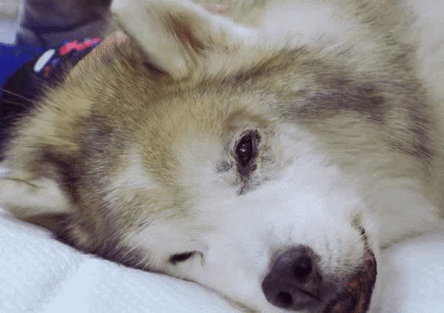 b站高分历史纪录片,2分钟一集的b站纪录片