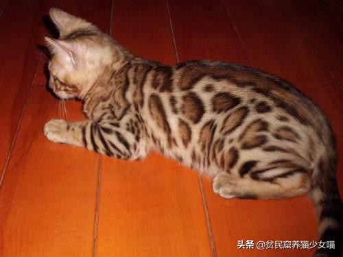 想养豹猫但咬人怎么办,想养孟加拉豹猫