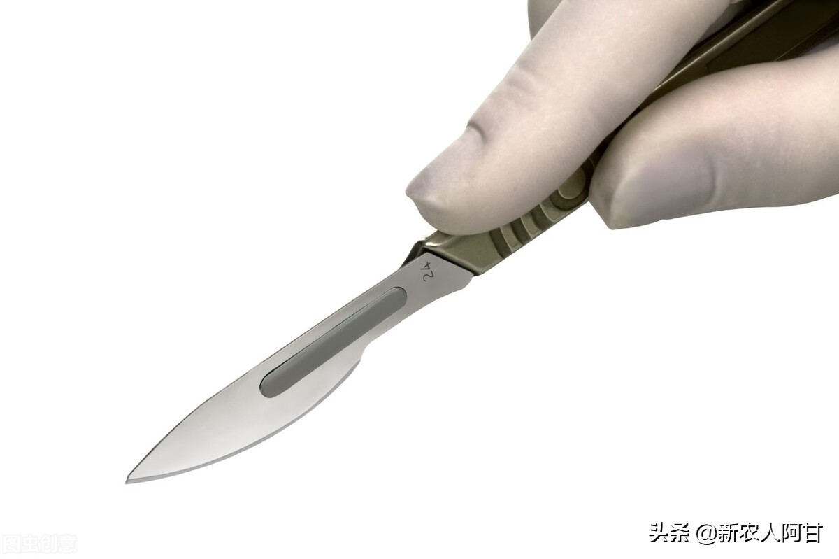 自繁仔猪的养殖方法,自繁自养仔猪免疫程序表