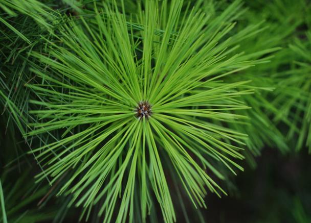 松针熏腊肉和柏树枝哪个好,松针树可以熏腊肉吗