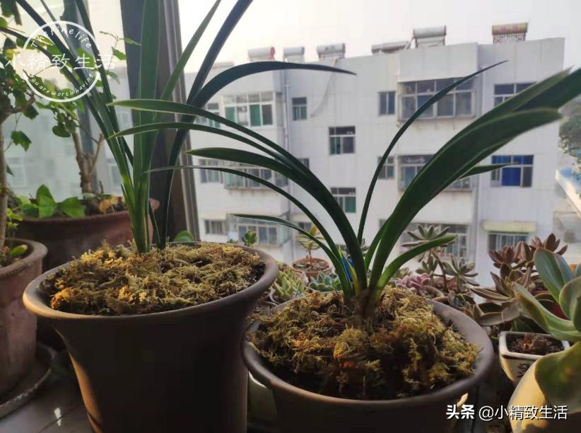 在山上挖回来的兰花缓苗多久,树下种植兰花