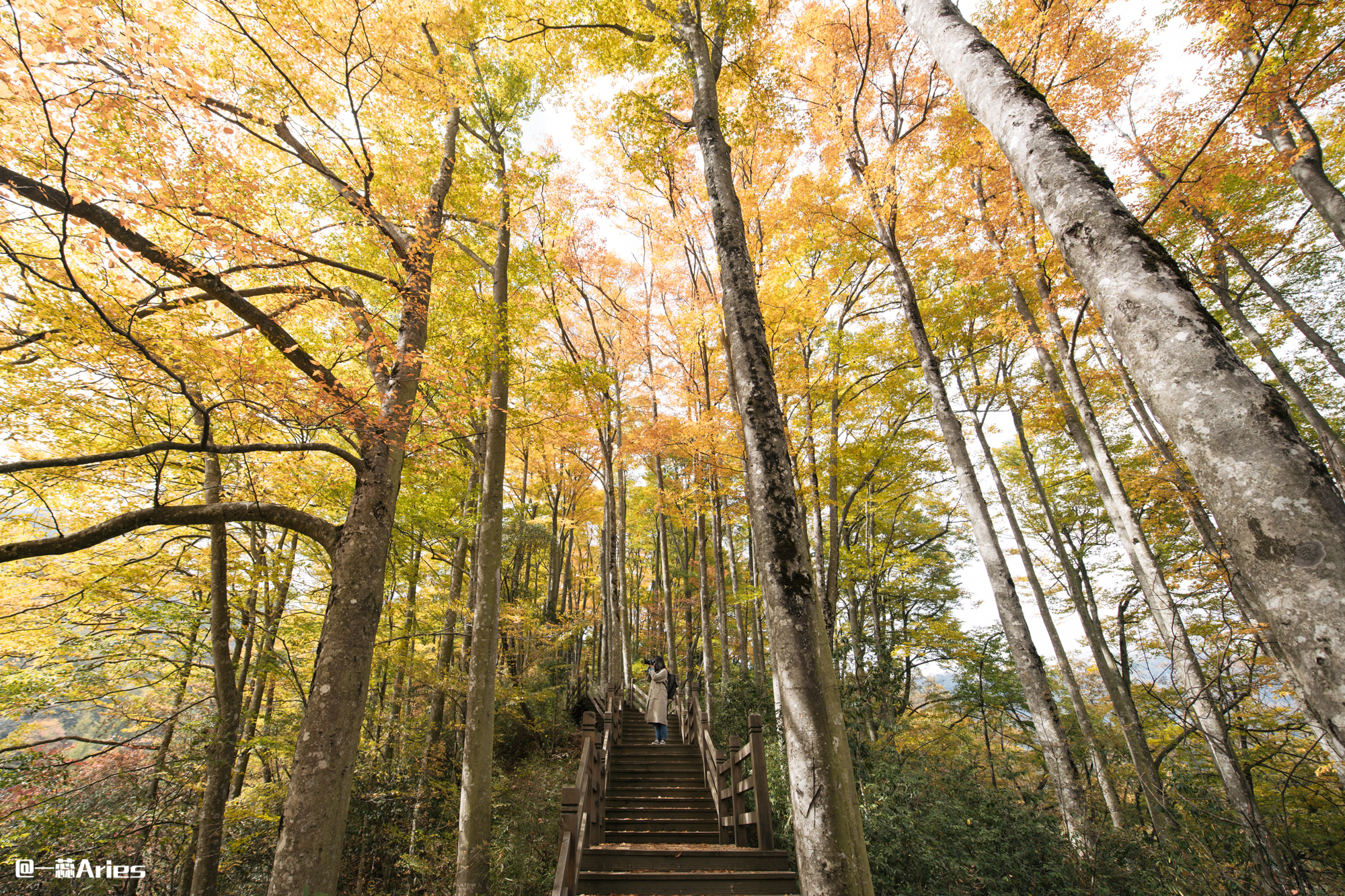 成都周边秋天美到极致的秋色,成都近郊游最美秋色