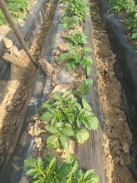 马铃薯组培苗栽培管理技术,马铃薯主要栽培技术