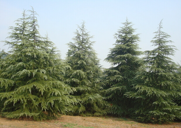 园林树木修剪的五种基本方法,园林树木修剪的正确方法