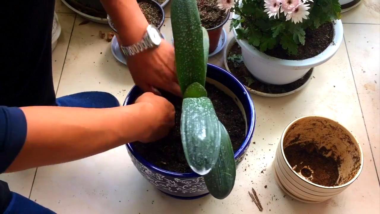 君子兰换盆的正确方法和注意事项,君子兰换盆注意事项及图解