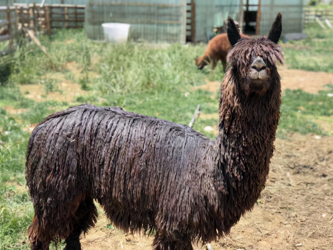 养鸡销售渠道和策划,用创业思维如何经营一个养鸡场