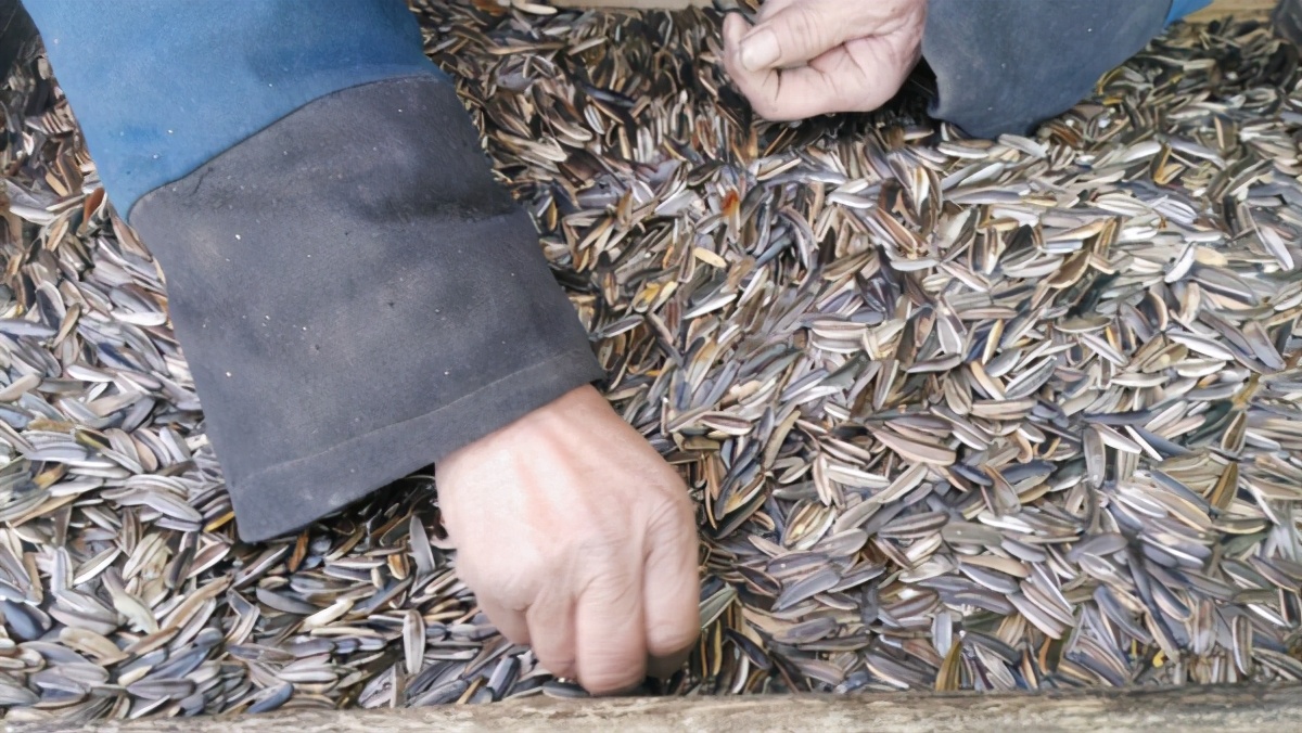 怎样挑选出坏的瓜子,怎么挑选瓜子最好方法