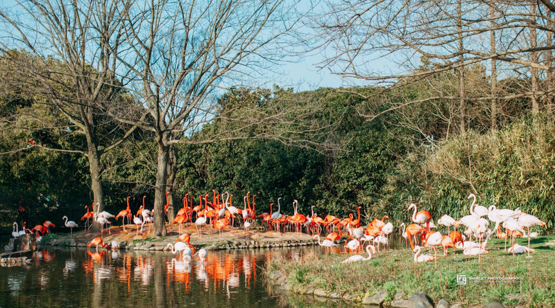 上海亲子旅游攻略迪士尼,上海迪士尼旅游推荐带孩子