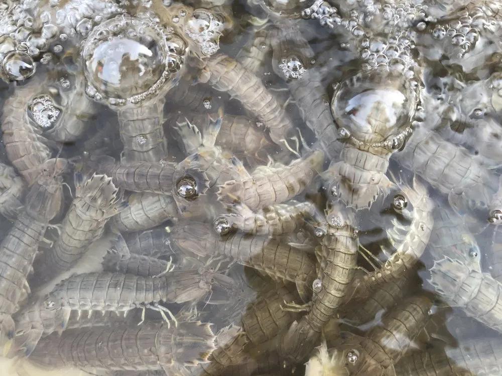 二月份威海海鲜价格,威海海鲜价格实时查询系统