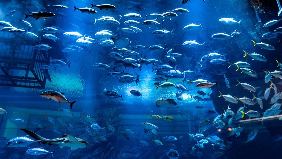 迪拜喷泉旅游攻略,迪拜水族馆游玩攻略