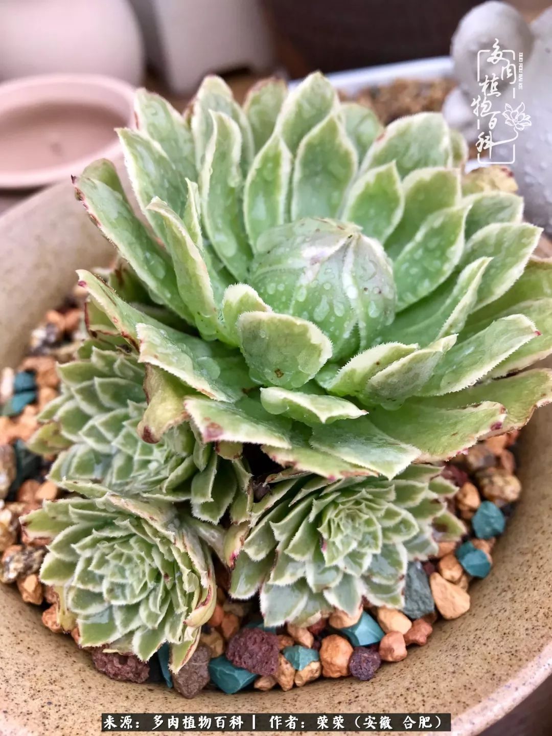 入秋后多肉是露养好还是室内养好,入夏后露养的多肉要搬进室内吗