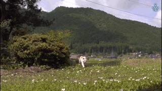 大家都在争抢猫爪杯？吸猫的最高境界，带着摄影机“猫步走天下”