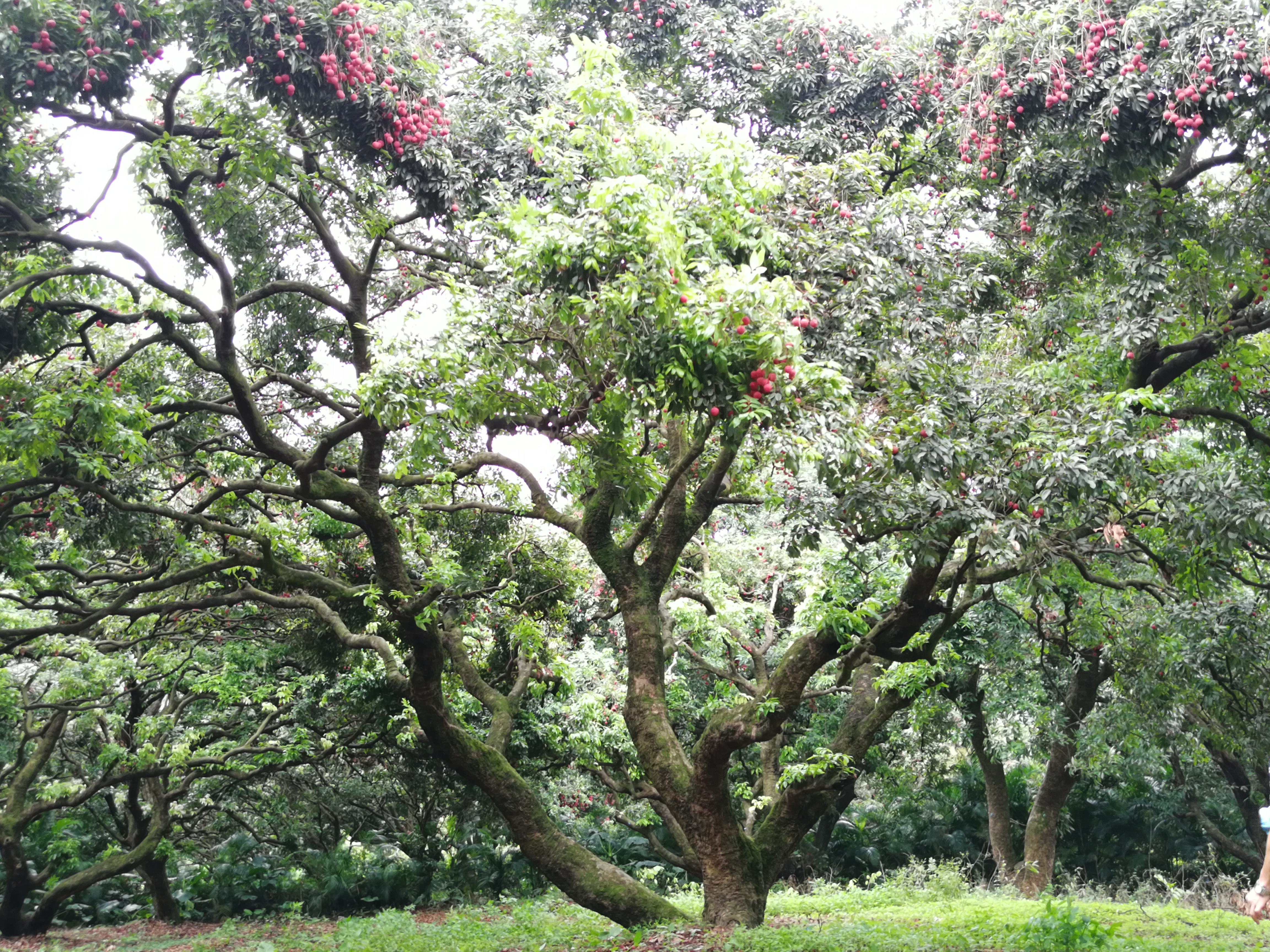 “好果礼，鲜万家”热带优鲜打造高品质果礼直供平台