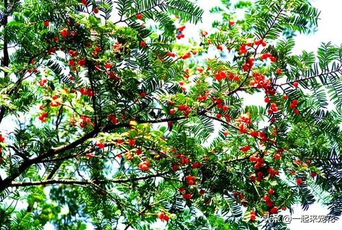 适合室内易养的树,适合家里养的开花的树