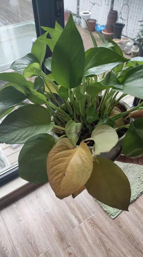 绿萝黄叶的原因及解决方法,绿萝黄叶的原因和解决方法