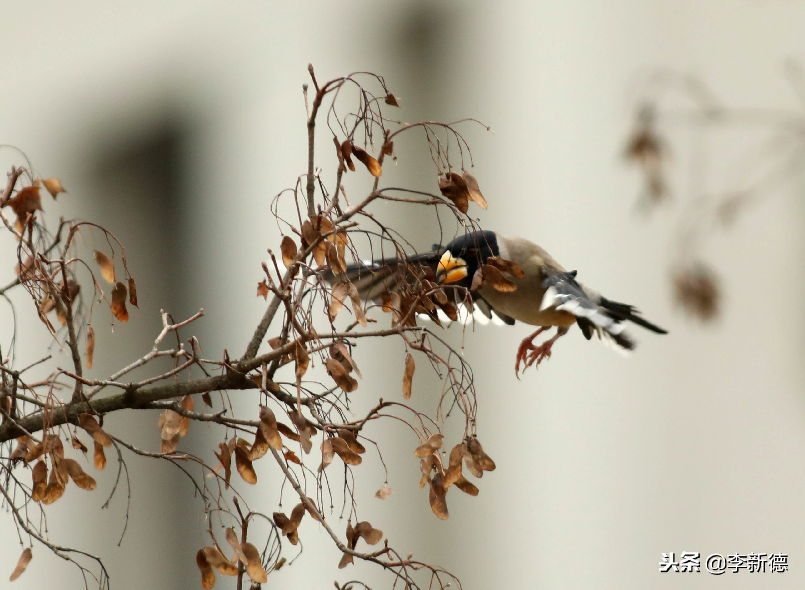 合肥拍鸟的视频,合肥拍到的小鸟