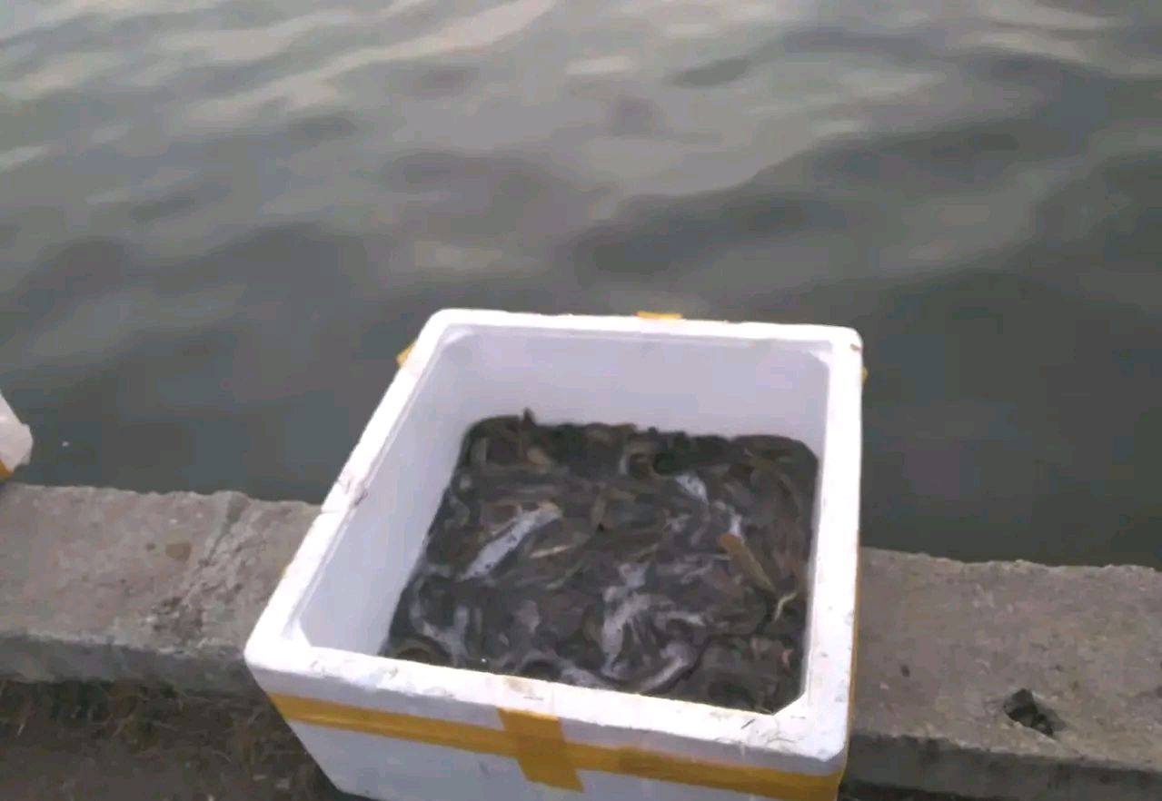 野钓放生泥鳅视频,大量泥鳅放生视频