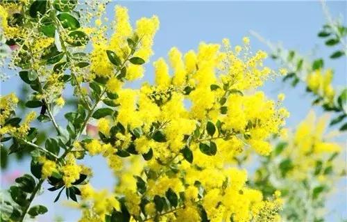 为什么牡丹是中国的国花,为什么牡丹能成为中国国花